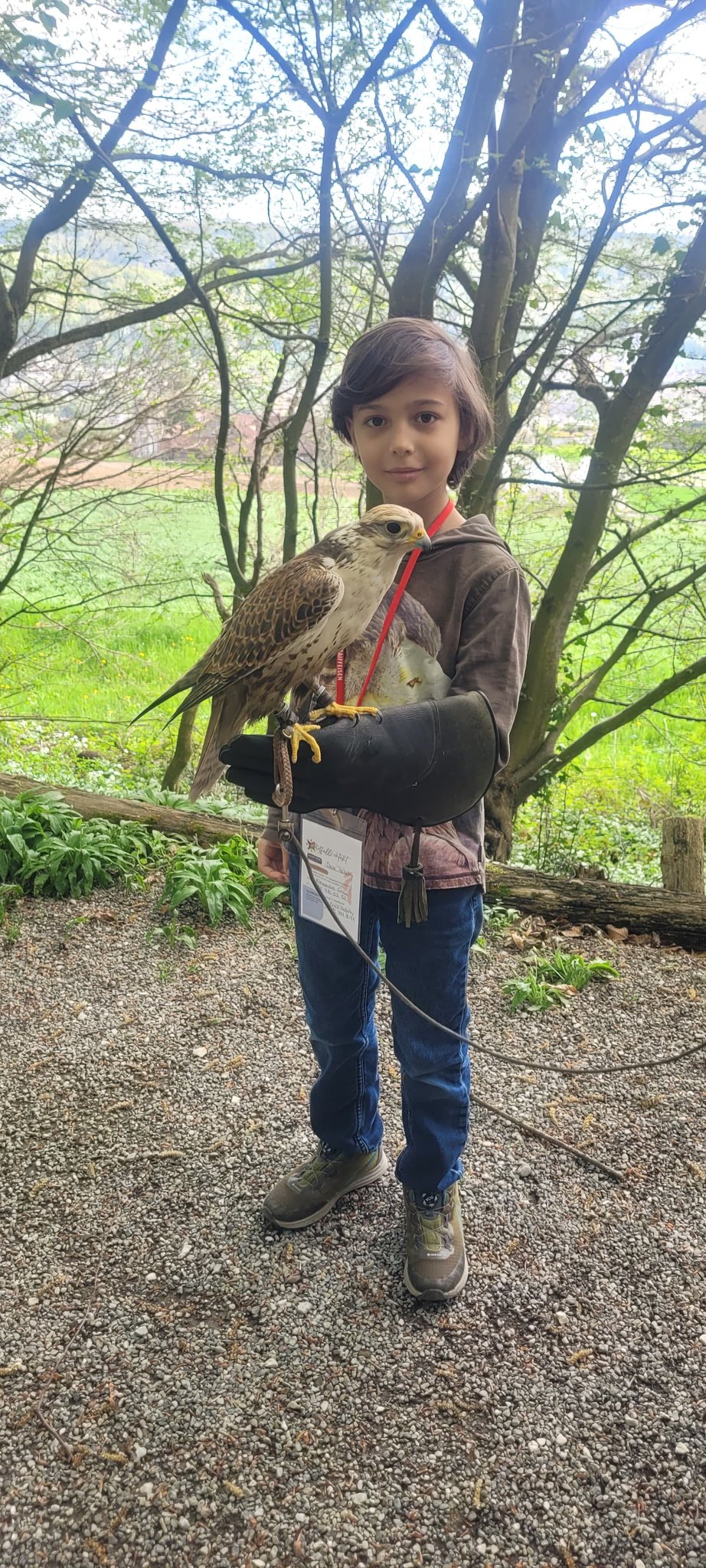 Greifvögel und Falknerei