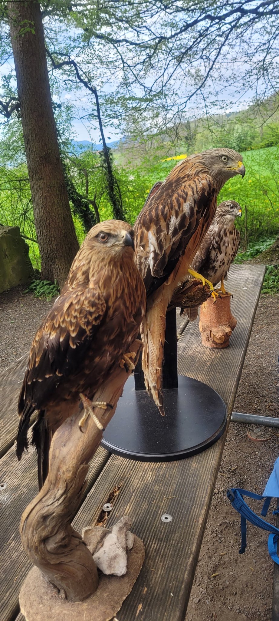 Greifvögel und Falknerei