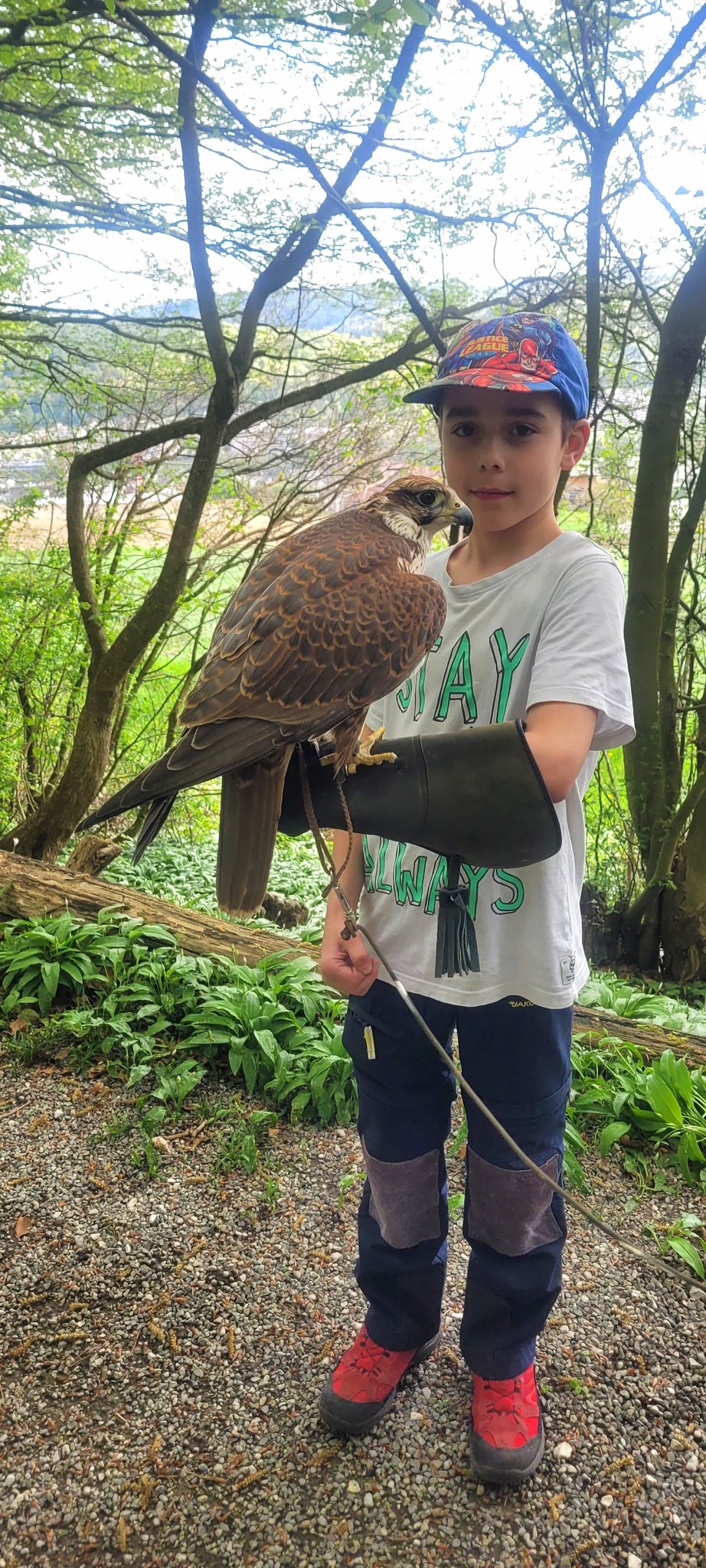 Greifvögel und Falknerei