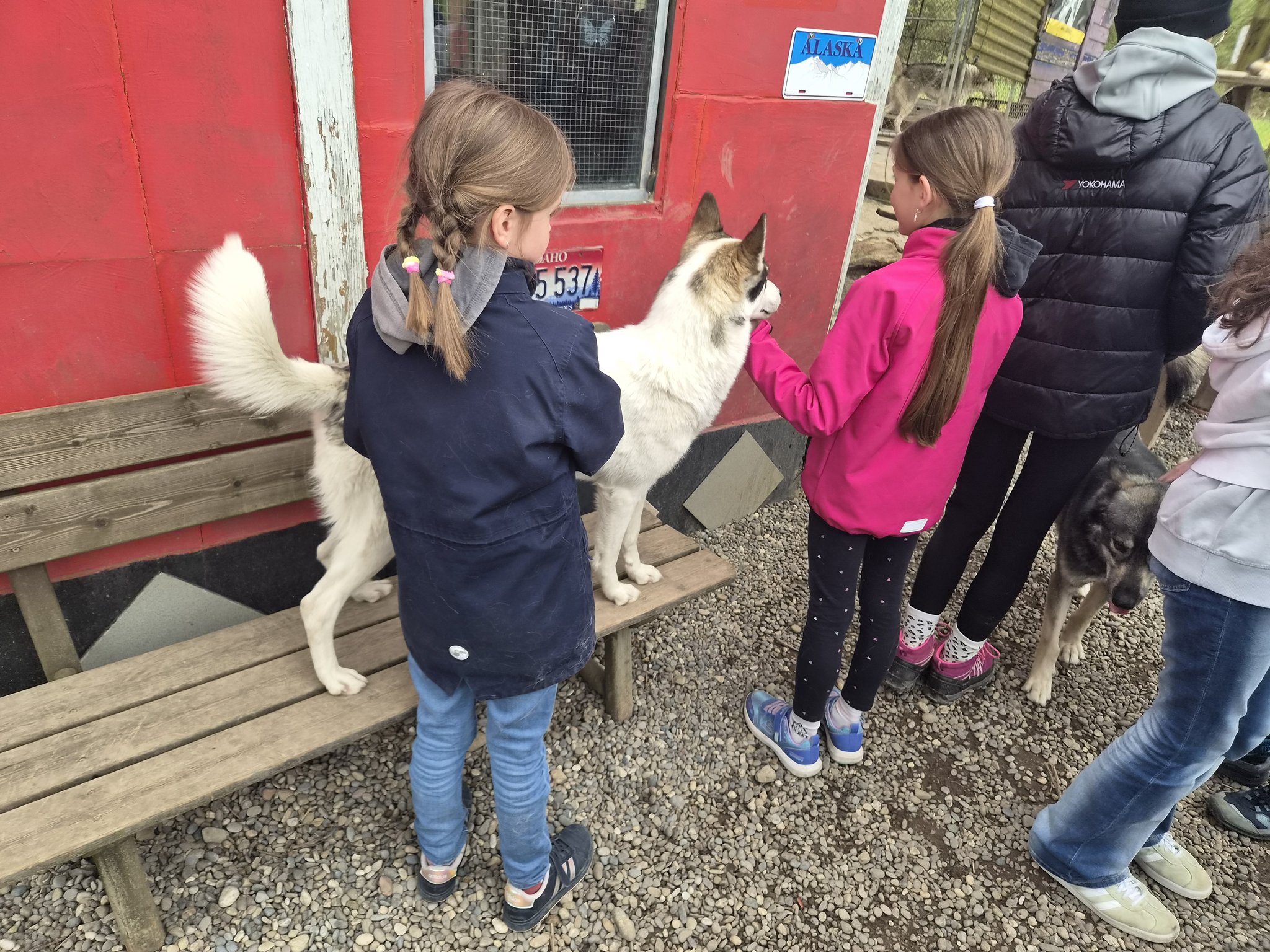 Husky erleben