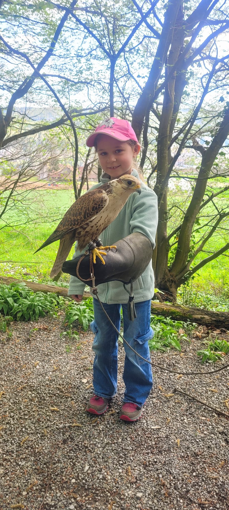 Greifvögel und Falknerei
