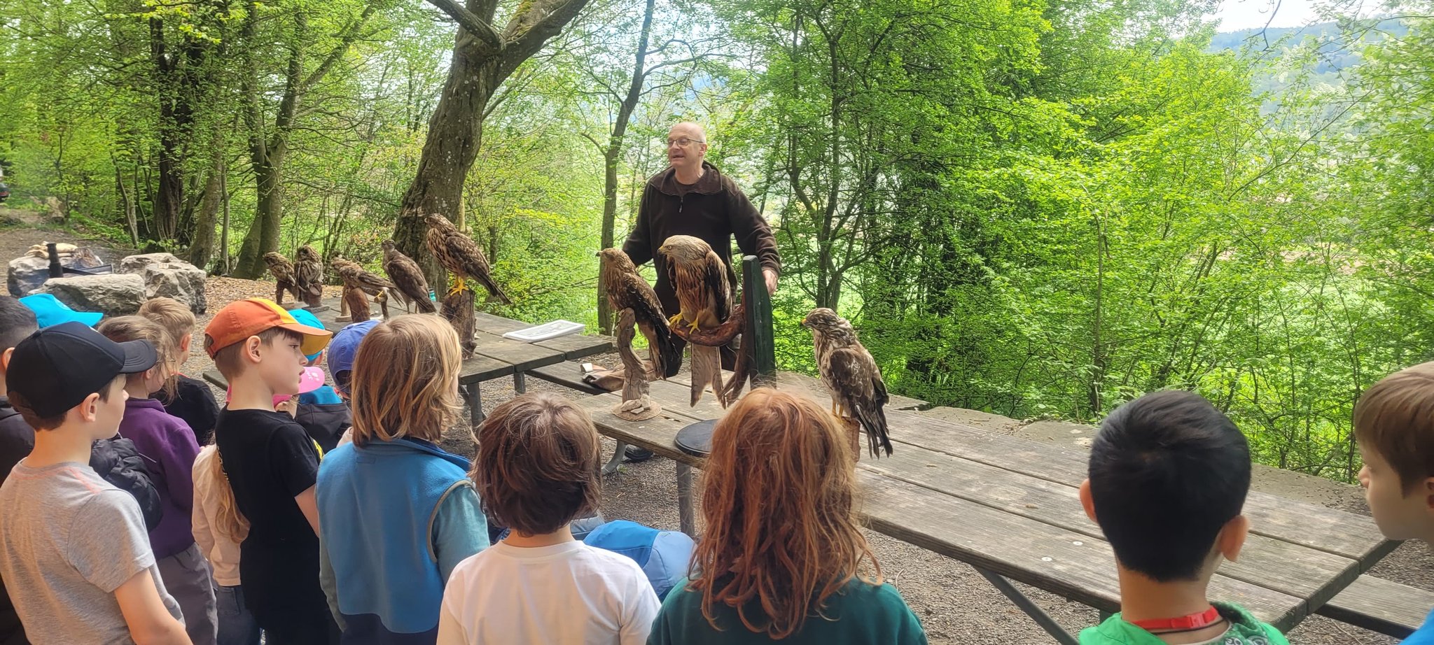Greifvögel und Falknerei